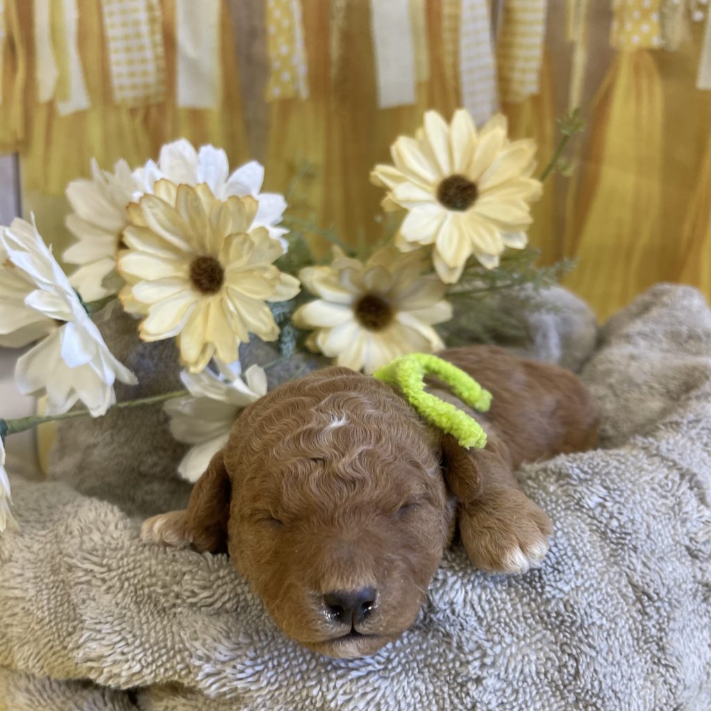 Lime Tag - LarryJoe - M - 1 lb - 1.5 wks