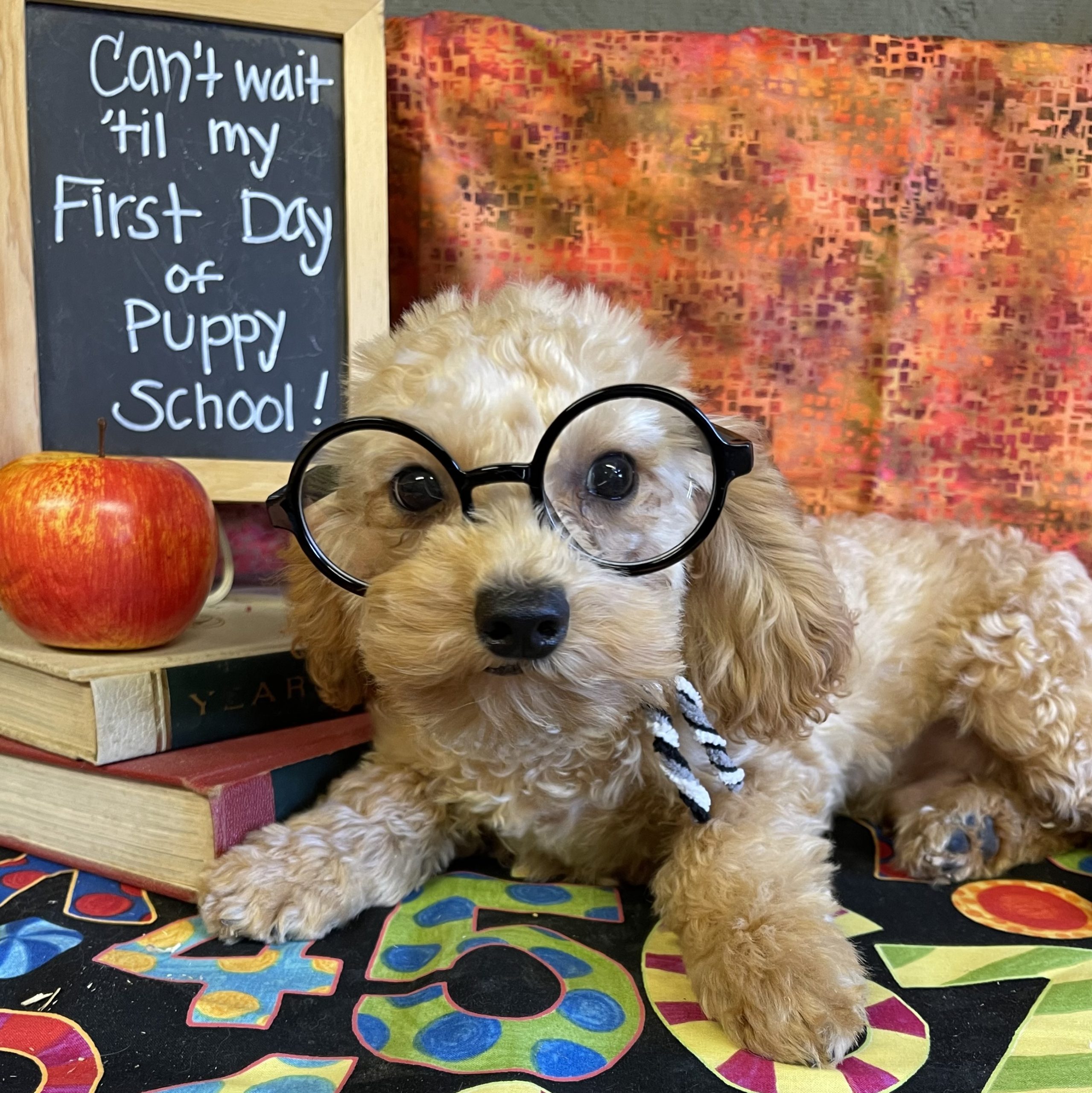 mini golden doodles for sale in minnesota