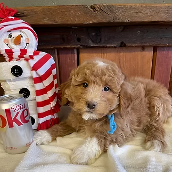 where-to-find-labradoodles