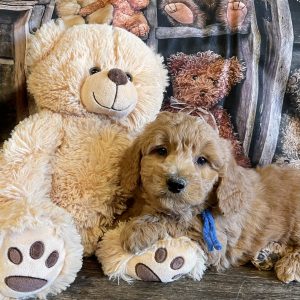 goldendoodle puppies mn