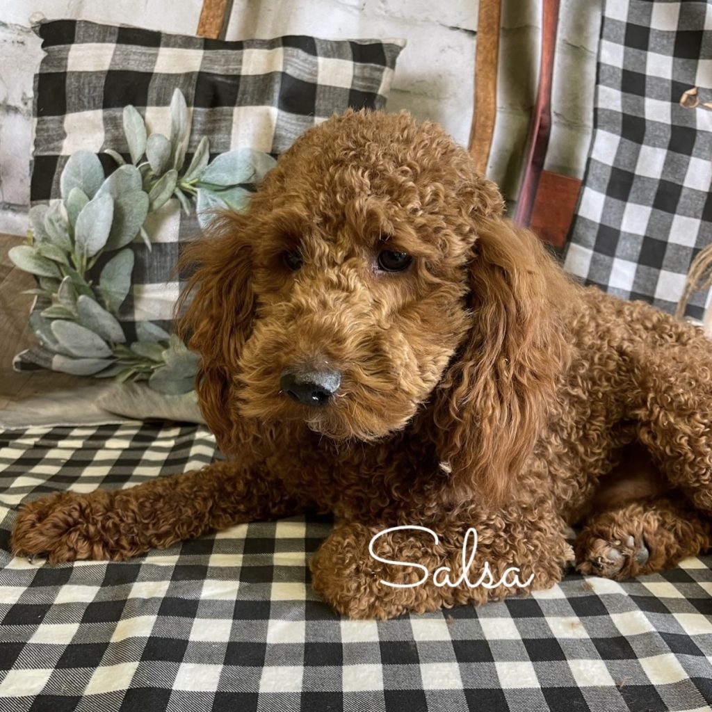 mini doodle for sale near me