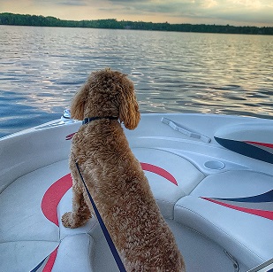 A red F1bb mini goldendoodle riding a white boat with a sunset on the lake