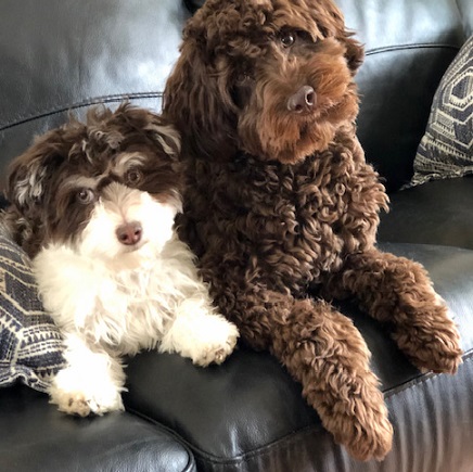 Chocolate and white puppy named Benji and Chocolate mini labradoodle named Bubacz, our Puppies Up North puppies, laying on a black leather couch
