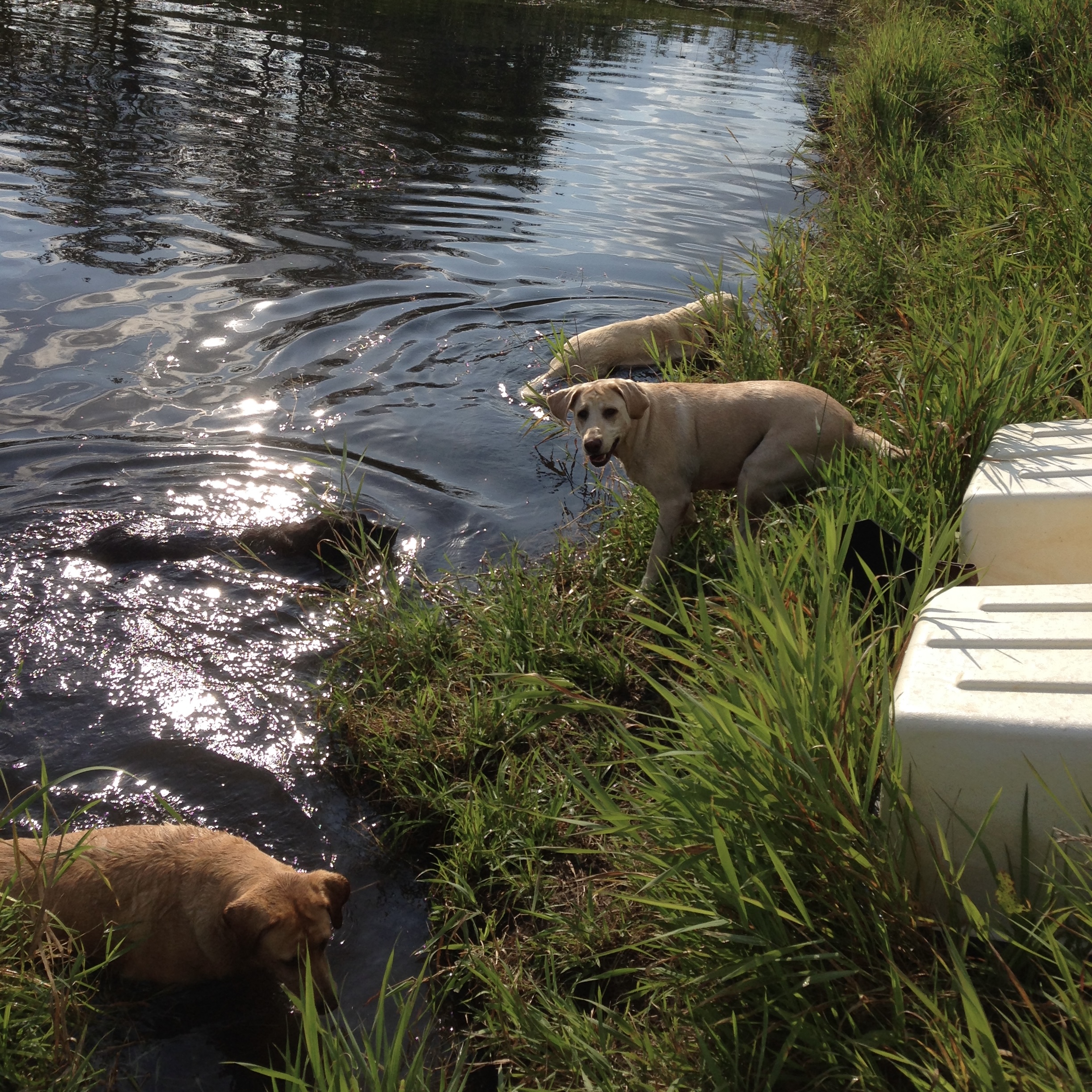 Three dogs playing in our pond with green grass, 2 white Labradors and 1 red Labrador
