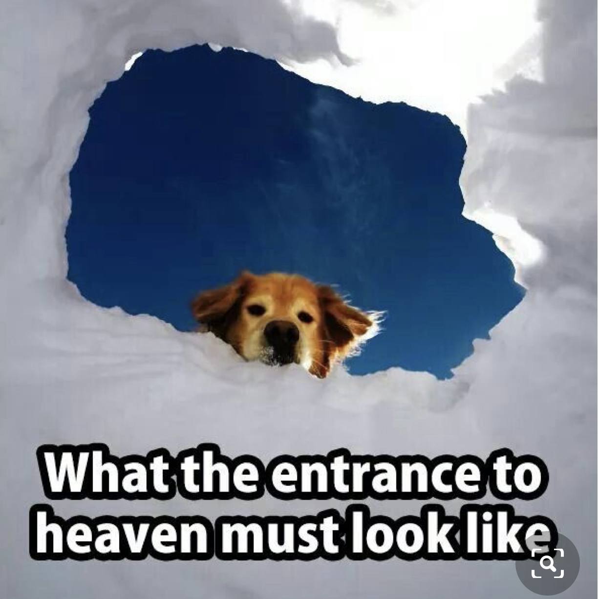 Golden Retriever looking down thru white clouds with caption "what the entrance to heaven must look like...