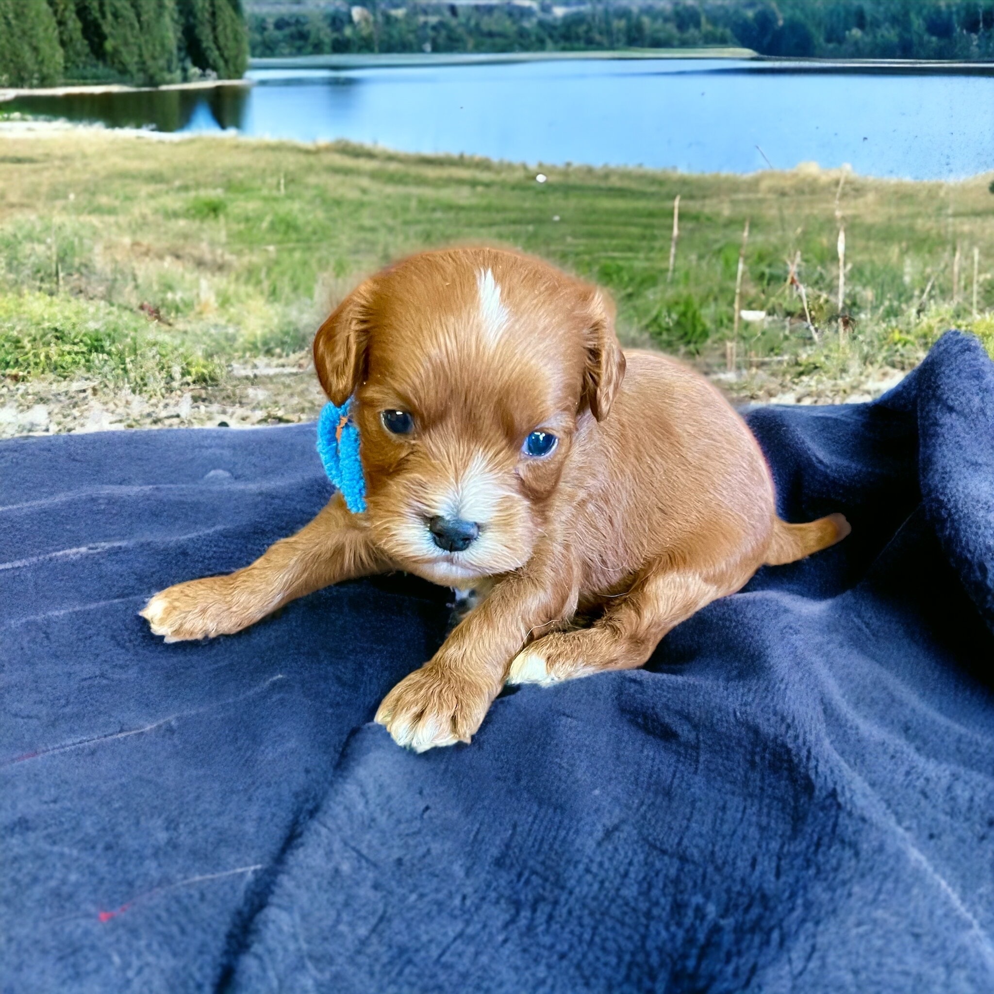 Tiny 3 week Mini goldendoodle, sitting on blue blanket on grass next to lake