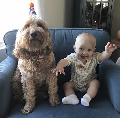 A red mini goldendoodle with long floppy ears sitting next to happy baby on blue chair