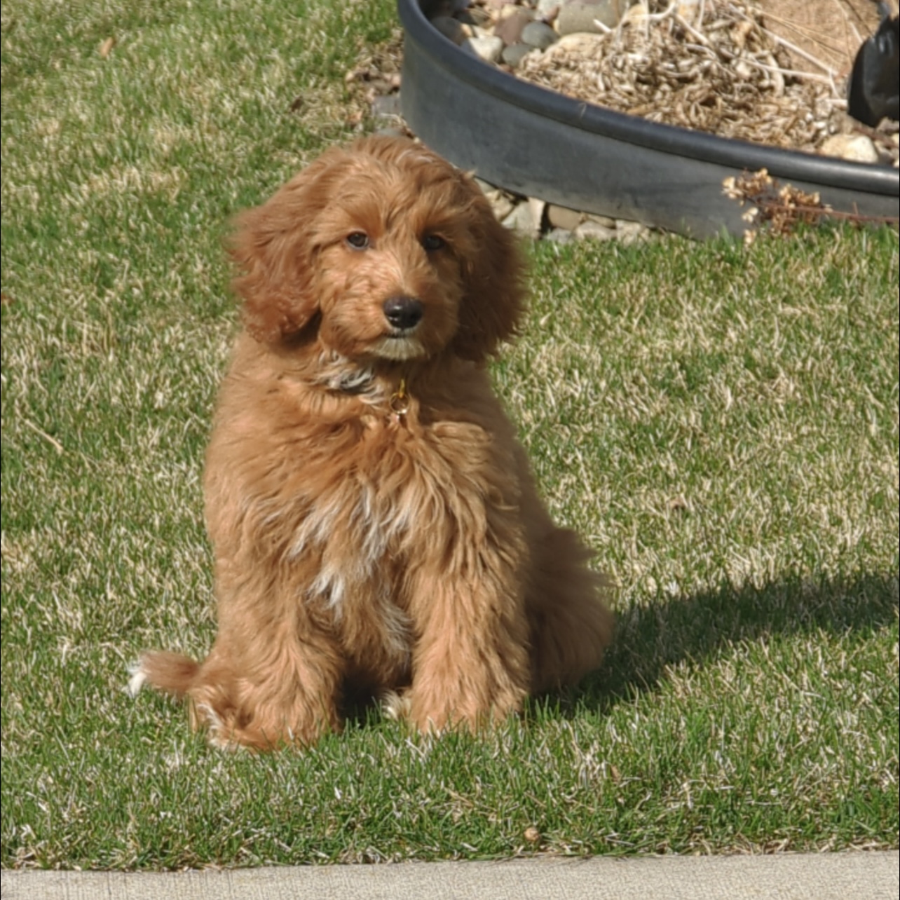 doodles for sale near me