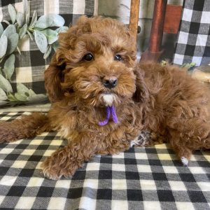 f1bb standard goldendoodle for sale