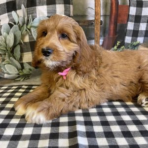 mini goldendoodle breeders near me