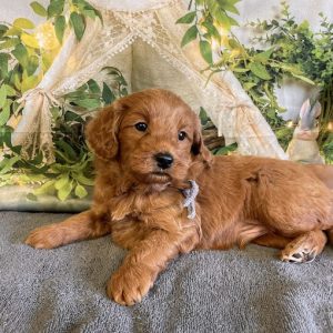 miniature goldendoodle near me
