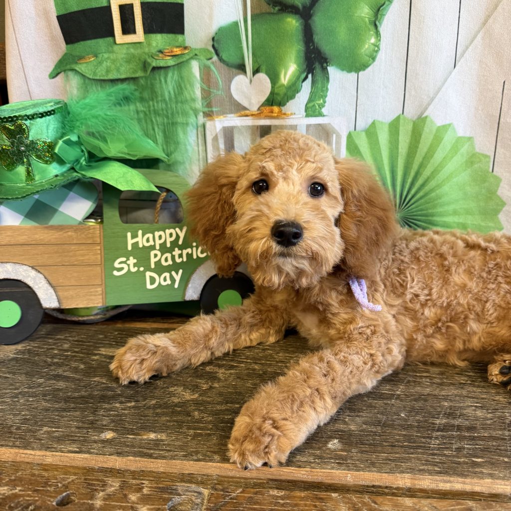 Lt Purple - RubyLeigh -F - 22 lbs - 14 wks