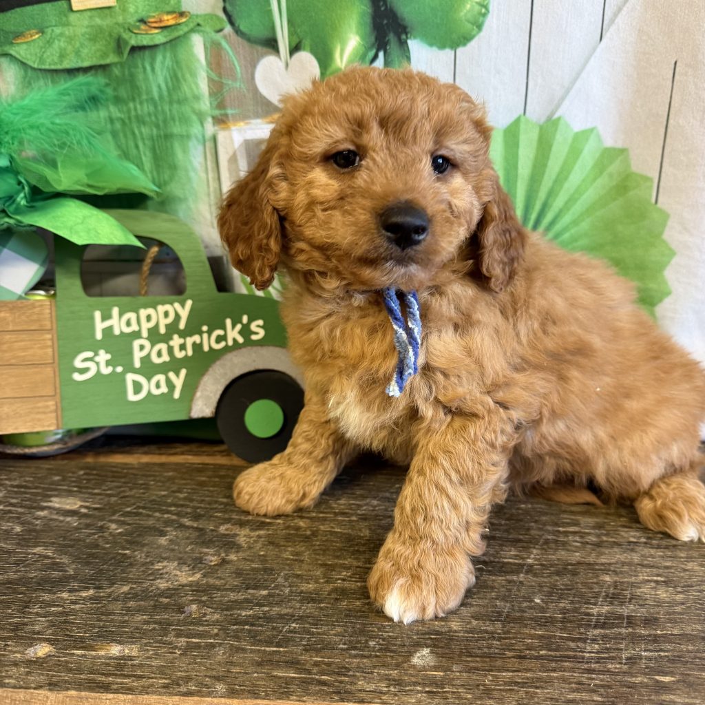 Jeans Tag - Jellybean - M - 5 lbs - 8 wks