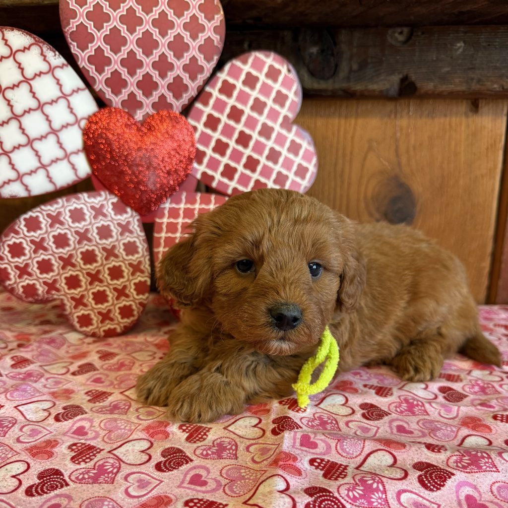 Lime Tag - Beans - M - 3.4 lbs - 5 wks