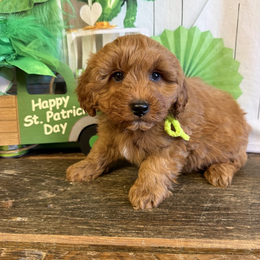 Lime Tag - Beans - M - 4 lbs - 8 wks