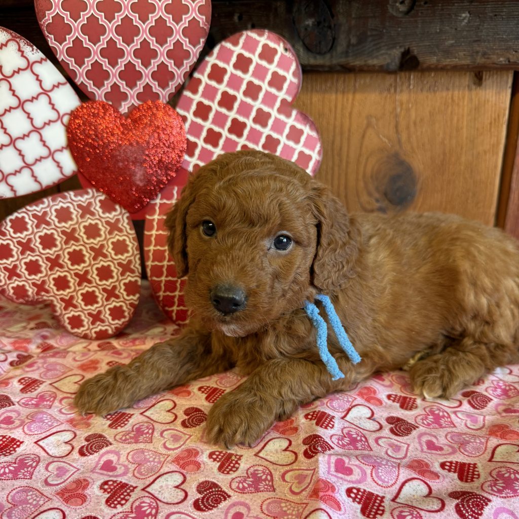 Lt Blue Tag - Huckelberry - M - 4.8 lbs - 5 wks