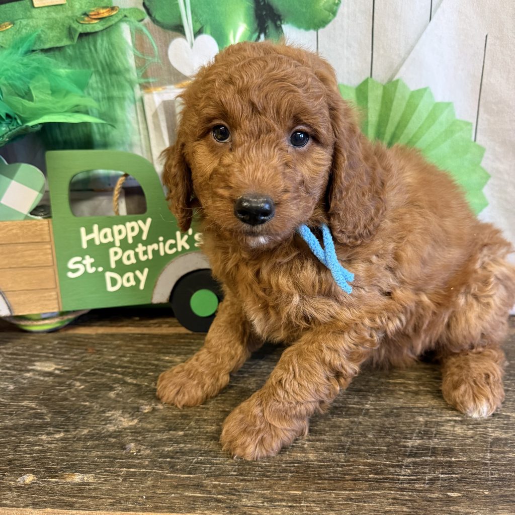 Lt Blue Tag - Huckleberry - M - 8 wks