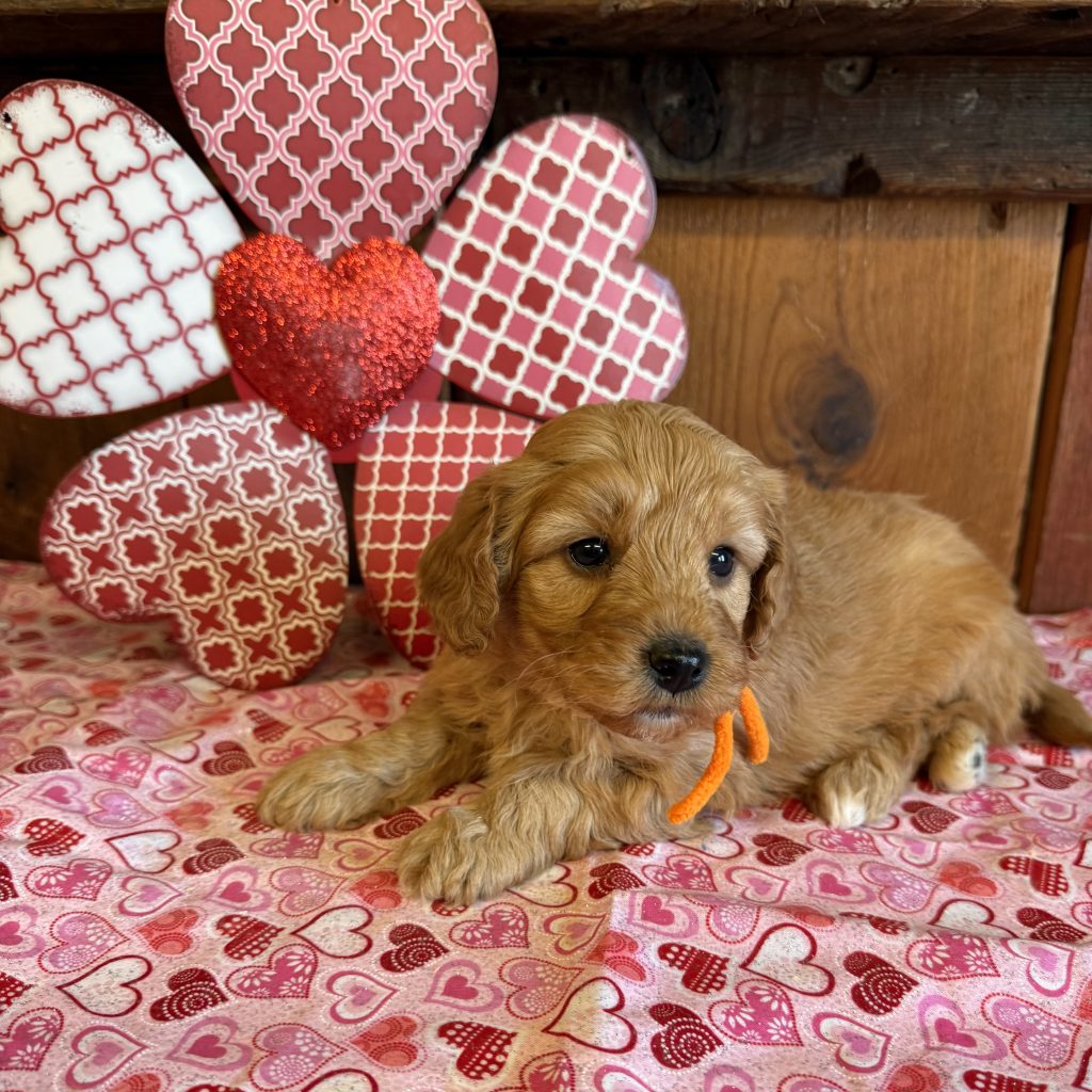 Orange Tag - Oatmeal - 3.4 lbs - 5 wks