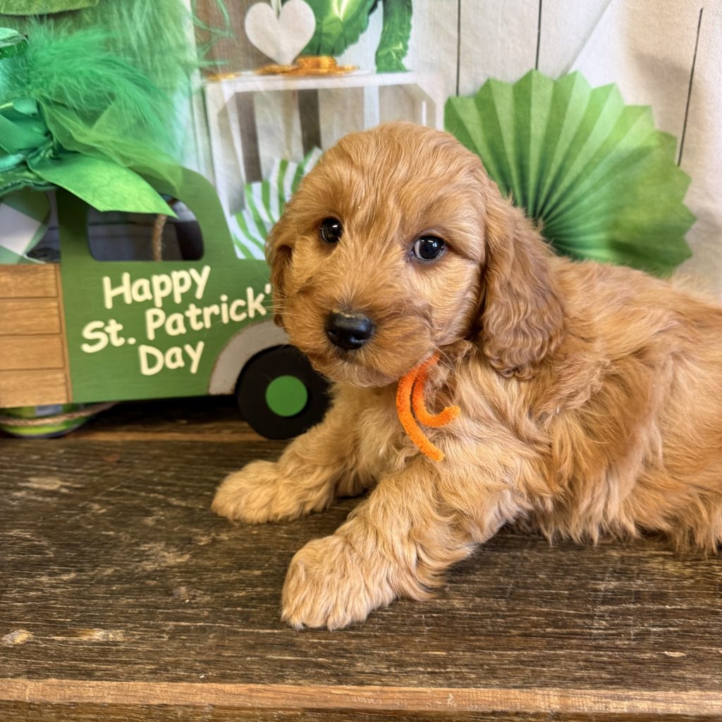 Orange Tag - Oatmeal - 4 lbs - 8 wks