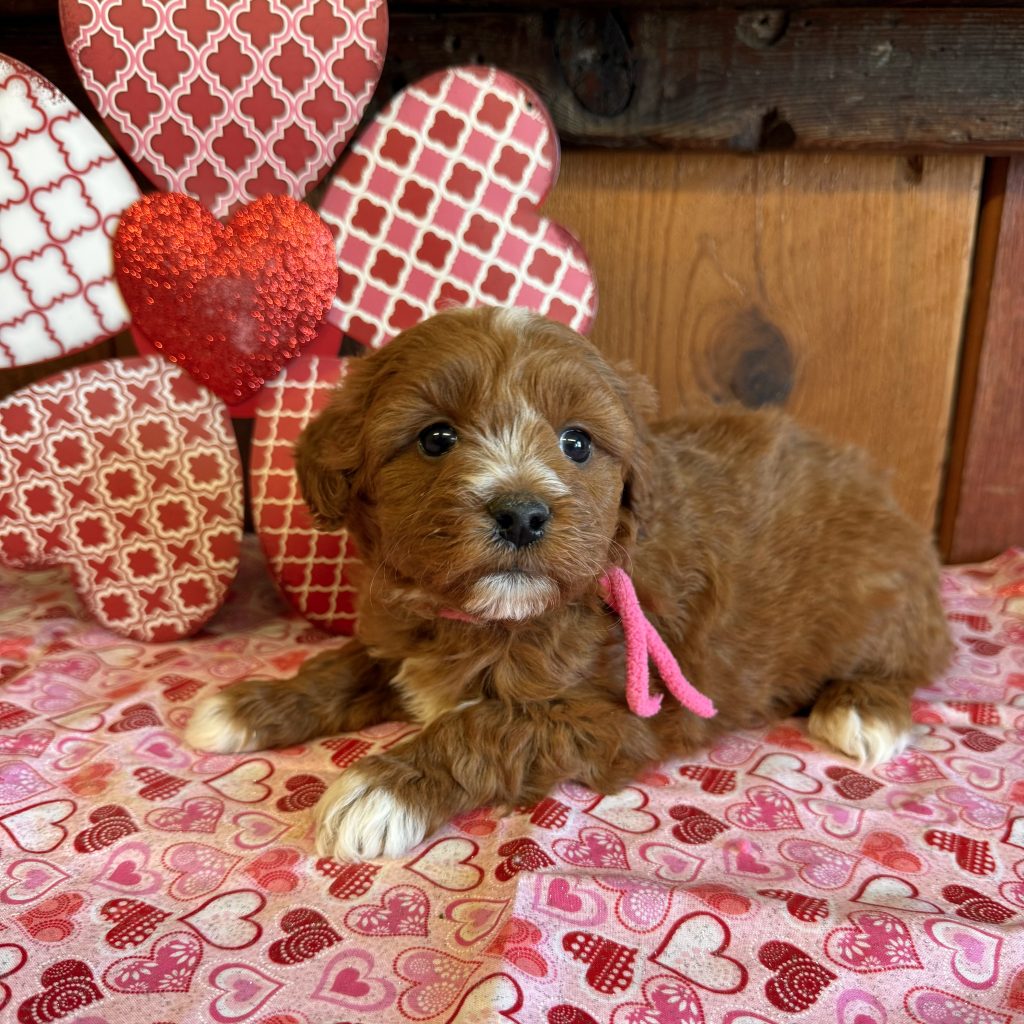 Pink Tag - Pretzel - F - 3.0 lbs - 5 wks