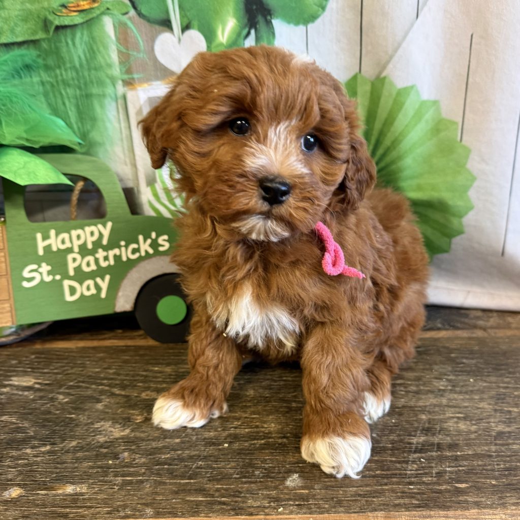 Pink Tag - Pretzel - F - 4 lbs - 8 wks