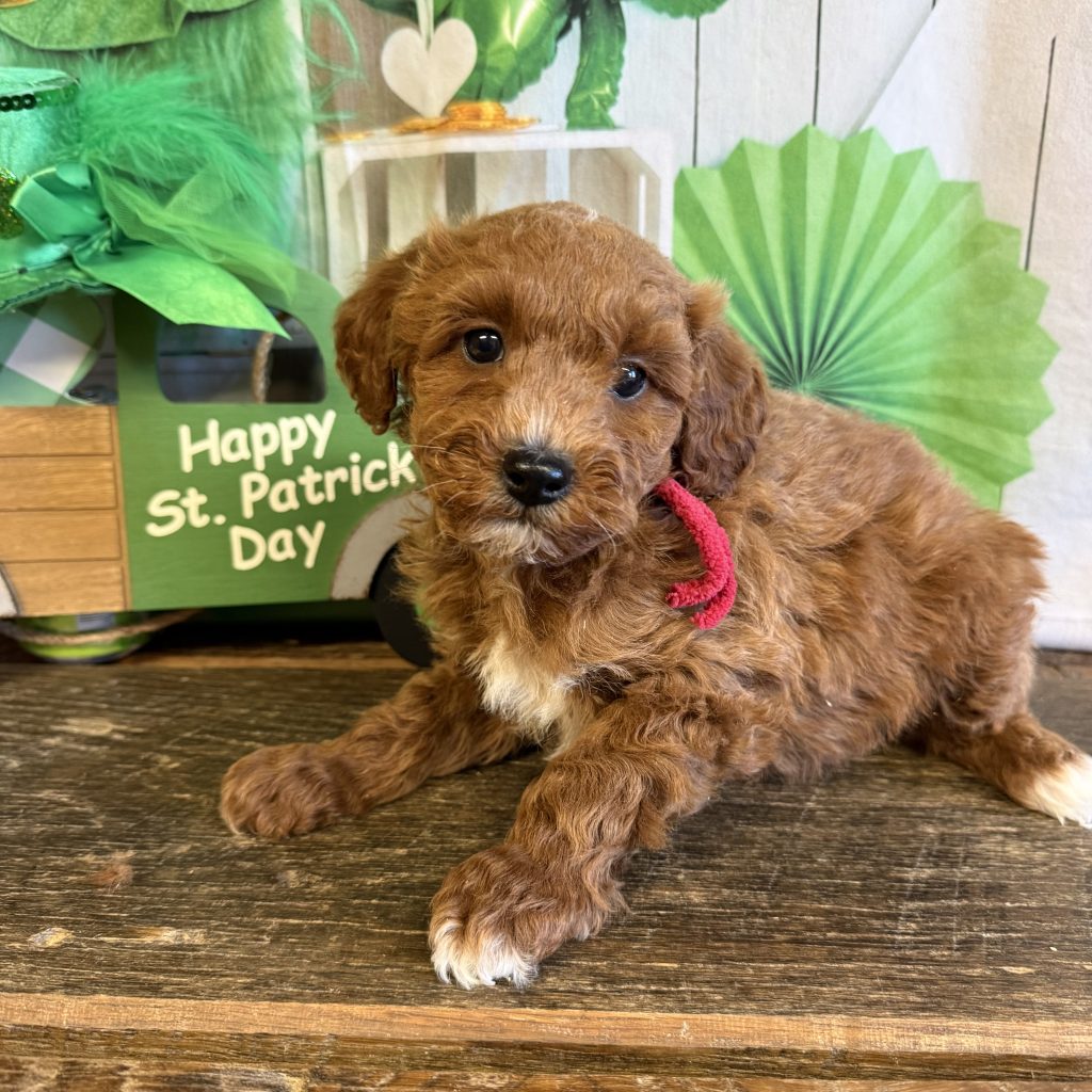 Red Tag - Reuben - M - 4 lbs - 8 wks