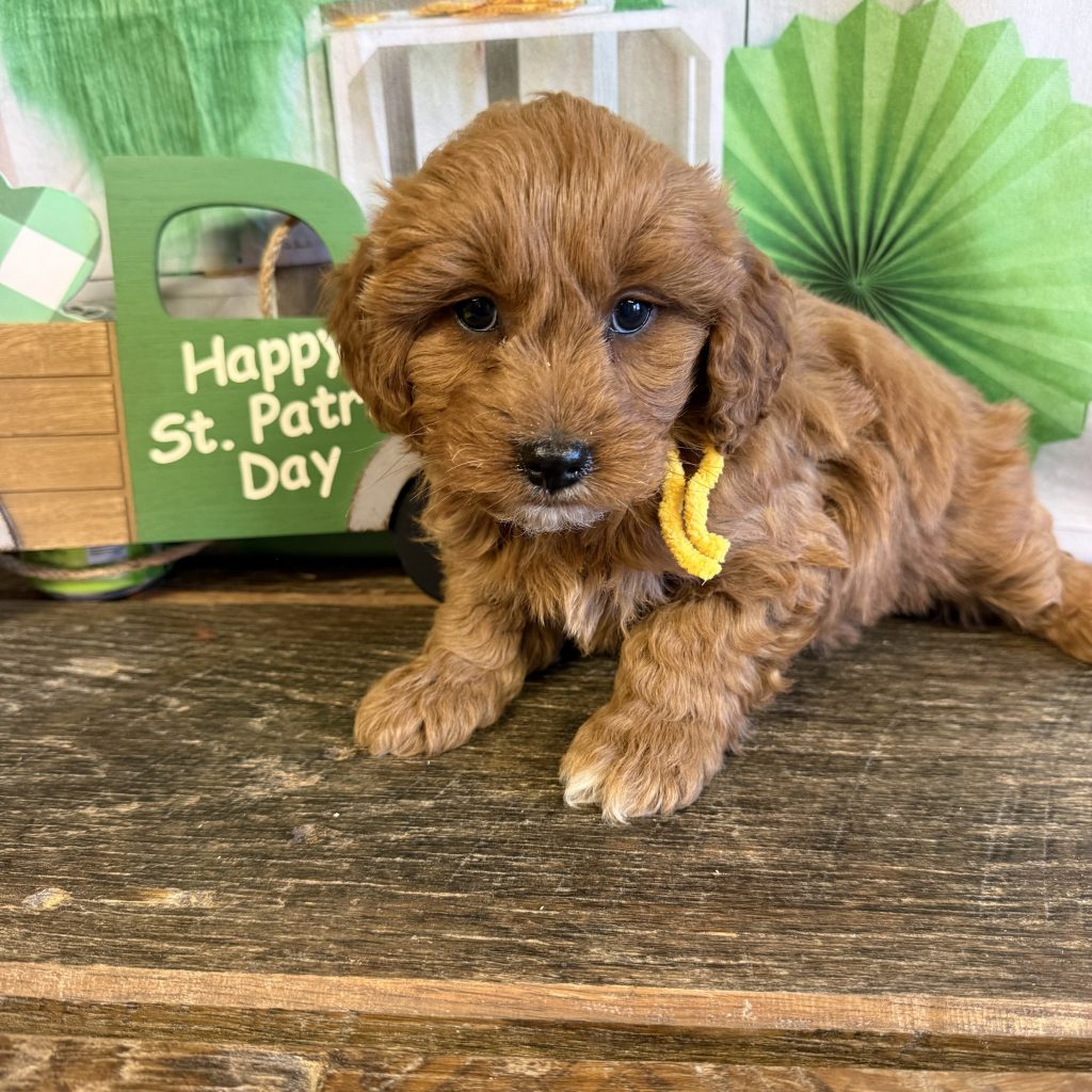 Sunshine Tag - Skittles - F - 4 lbs - 8 wks